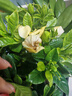 花翁梔子花盆栽四季開(kāi)花卉大全樹(shù)苗室內綠植好養易活茉莉花源頭直發(fā) 曬單實(shí)拍圖