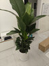 花財主天堂鳥(niǎo)盆栽辦公室大型綠植客廳盆栽家用吸甲醛凈化空氣綠植 7-8天堂鳥(niǎo)1.6-1.7【圓柱盆】 曬單實(shí)拍圖