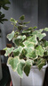 雪瑩常春藤四季好養小盆栽室內外好養活客廳陽(yáng)臺吊蘭綠植爬藤植物 雪瑩常春藤10-20厘米+加侖盆 曬單實(shí)拍圖