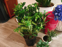 驅蚊蟲(chóng)清香胡椒木盆栽防蚊室內綠植外四季好養凈化空氣 清香木 （7年苗）30-40cm精品加侖盆+肥料 曬單實(shí)拍圖