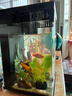 畫(huà)法幾何魚(yú)缸造景 小型魚(yú)缸米家智能魚(yú)缸專(zhuān)用蕨類(lèi)沉木造景套餐 曬單實(shí)拍圖