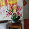 高檔蕙蘭仿真花假花帶花瓶套裝擺件家居客廳電視柜餐桌前臺裝飾花 黑瓶+玫紅色套裝 曬單實(shí)拍圖