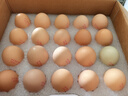 聽(tīng)蔬有機認證山雞蛋30/40枚年貨禮盒山東青州深山峽谷一正散養土笨雞 雞蛋一箱 40枚裝 曬單實(shí)拍圖