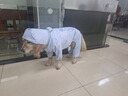 MIKI PAD大狗雨衣四腳防水全包衣服春秋寵物大型犬邊牧薩摩耶遛狗防臟神器 藍色暴力熊雨衣 6XL（建議體重50-65斤） 曬單實(shí)拍圖