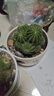 嘆為觀(guān)止仙人球群生多頭盆栽金冠銀冠室辦公室桌面耐旱綠植 銀冠金冠仙人球 曬單實(shí)拍圖