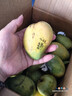 海南小臺農芒芒果新鮮當季水果熱帶芒果現摘特產(chǎn)整箱批發(fā) 小臺芒凈重4.5-5斤單果100g+ 曬單實(shí)拍圖