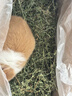 牛寵25年新草9A烘干紫花苜蓿草兔子草料幼兔荷蘭豬牧草小豚鼠糧食720g 曬單實(shí)拍圖