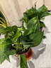 綠蘿盆栽室內客廳綠植花卉 家用凈化空氣綠籮植物吸除甲醛吊蘭 高20CM【原盆+托盤(pán)】2盆+2肥 曬單實(shí)拍圖