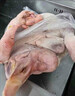 王氏正德 農家散養大白鵝整只 新鮮冷凍鵝肉嫩鵝土鵝 大鵝生鮮 大鵝凈重8-9斤 曬單實(shí)拍圖