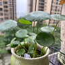 耘淘銅錢(qián)草水培植物水養草籽花卉室內盆栽金錢(qián)草四季好養活花種子籽孑 銅錢(qián)草成品1盆 曬單實(shí)拍圖