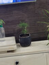 文竹盆栽室內桌面綠植客廳四季常青辦公室凈化好養空氣盆景植物 文竹【15-20厘米左右】一盆 曬單實(shí)拍圖