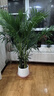 散尾葵大型盆栽富貴椰子植物鳳尾竹綠植盆栽網(wǎng)紅植落地物客廳室內 精品富貴椰子+聚寶樹(shù)脂盆+肥料 高度1.2-1.4米【10苗起】 曬單實(shí)拍圖