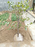 慕爾森桂花樹(shù)苗四季桂濃香型原生苗庭院盆栽地栽金桂別墅大桂花樹(shù)丹桂室 原生【狀元紅】開(kāi)花橙紅色 推薦【4公分粗【1.5-1.7米高】 曬單實(shí)拍圖