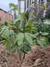 瑯闕無(wú)核黃皮果樹(shù)苗盆栽南北方種植庭院地栽當年結果60-80cm源頭直發(fā) 曬單實(shí)拍圖