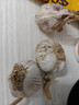 紫白皮蒜即食水果大蒜今年新鮮干蒜生鮮調料蒜瓣 3頭大蒜0.22斤 曬單實(shí)拍圖