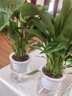 通沭美酒小白掌室內盆栽四季常青植物花卉 白掌+早安盆源頭直發(fā) 曬單實(shí)拍圖