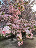 耐寒耐熱西府海棠樹(shù)苗垂絲海棠庭院地栽真品保證西府海棠 1公分粗精品苗  西府海棠（不賣(mài)假） 曬單實(shí)拍圖