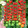 長(cháng)耕超甜圣女果西紅柿種子苗瀑布小番茄種籽孑千禧四季盆栽蔬菜苗陽(yáng)臺 瀑布番茄種20?！緝?yōu)質(zhì)雜交種】 曬單實(shí)拍圖