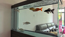 森森（SUNSUN）大型魚(yú)缸底過(guò)濾水族箱客廳家用落地玻璃生態(tài)金魚(yú)缸 超白隔斷屏風(fēng)款 1.2米長(cháng)42cm寬（黑白灰可選） 曬單實(shí)拍圖