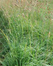 雅之寧無(wú)芒雀麥種子披堿草堿茅草紫羊茅四季種養牛堿草羊草種子耐貧瘠 鴨茅草種子一斤 曬單實(shí)拍圖