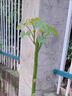 法國梧桐樹(shù)懸鈴木樹(shù)苗大樹(shù)庭院風(fēng)景行道園林綠化苗木中國青桐法桐 法桐樹(shù)苗2公分粗 曬單實(shí)拍圖