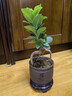 榕樹(shù)盆景辦公室內桌面客廳綠植花卉人參榕四季常青小榕樹(shù)盆栽 精品小榕樹(shù)+上善若水紫砂盆+方底座 曬單實(shí)拍圖
