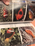 魚(yú)書(shū) 印度洋—太平洋珊瑚礁生物（900種海洋生物+1000張高清全彩圖片，一分鐘認識海洋生物） 曬單實(shí)拍圖