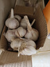 紫白皮蒜即食水果大蒜今年新鮮干蒜生鮮調料蒜瓣 大蒜凈重0.9斤 曬單實(shí)拍圖