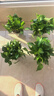 雙盟綠蘿盆栽除甲醛花卉綠植辦公室新房?jì)艋諝?80加侖4盆裝源頭直發(fā) 曬單實(shí)拍圖