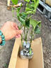 臨雅百香果樹(shù)果苗正宗果樹(shù)苗陽(yáng)臺盆栽庭院種植紫香百香果3棵源頭直發(fā) 曬單實(shí)拍圖