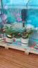 寵小俠水草植物魚(yú)缸真草造景生態(tài)全套擺件養魚(yú)增氧鋪底陰性水培凈化綠植 6杯隨機紅搭綠草【送種植環(huán)】 曬單實(shí)拍圖