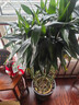 植男植女富貴竹觀(guān)音竹籠轉運客廳大型綠植盆栽室內辦公室開(kāi)業(yè)喬遷源頭直發(fā) 曬單實(shí)拍圖