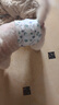 HONEYCARE好命家 狗狗紙尿褲公狗尿不濕安全褲 M適用體重16-33kg/12片12包 曬單實(shí)拍圖