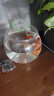 寵街坊魚(yú)缸生態(tài)一體缸烏龜缸魚(yú)缸桌面PET透明圓形魚(yú)缸送禮 曬單實(shí)拍圖