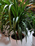 大型綠植龍須樹(shù)多頭龍血樹(shù)龍鐵樹(shù)室內客廳盆栽花卉植物辦公室盆景 70-80cm高【一根5-7頭】性?xún)r(jià)比高【不含盆】 曬單實(shí)拍圖