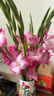 粉紅色劍蘭節節高鮮花年宵花廣州發(fā)春節裝飾情人節禮物長(cháng)65-70cm 藍精靈劍蘭10支 曬單實(shí)拍圖