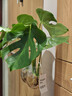 開(kāi)背龜背竹水培室內客廳綠植盆栽四季好養辦公室桌面水養植物花卉 精品龜背竹一顆（3-4片葉子） 整體（高50-60cm）（帶吊卡） 曬單實(shí)拍圖