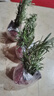 可食用迷迭草新鮮老樁迷迭香新鮮提神醒腦驅蚊室內陽(yáng)臺懶人綠植 驅蚊又食用迷迭香盆栽3盆 曬單實(shí)拍圖