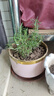 迷迭香苗盆栽可食用驅蚊植物香草薄荷苗綠植物室內煎牛排水培花卉 迷迭香原盆土1盆 盆徑約12cm 含盆高約25cm 曬單實(shí)拍圖
