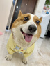 寵物狗狗雨衣防水防臟肚兜柯基四腳衣護肚中型犬雪納瑞防塵褲衣服 黃色小象防塵衣 4XL 防塵衣 曬單實(shí)拍圖