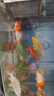 錦鯉魚(yú)活體觀(guān)賞魚(yú)活魚(yú)小型易養冷水淡水魚(yú)小魚(yú)苗錦鯉金魚(yú)好看錦鯉 13-15cm 六彩錦鯉套餐6條 曬單實(shí)拍圖