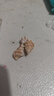 天然海螺貝殼  精選浮翠流砂貝寶螺手工diy材料魚(yú)缸底砂造景裝飾 小螺組合100克 約400顆 曬單實(shí)拍圖