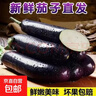 山東新鮮綠把紫皮長(cháng)茄現摘現發(fā)新鮮嫩茄新鮮時(shí)令蔬菜生鮮 新鮮綠把紫茄 1斤 現摘現發(fā) 曬單實(shí)拍圖