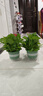 雙盟綠蘿盆栽除甲醛花卉綠植辦公室新房?jì)艋諝?80加侖2盆裝源頭直發(fā) 曬單實(shí)拍圖