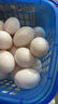 【源頭工廠(chǎng)】新鮮鴿子蛋寶寶孕婦超市新鮮早餐生鮮單枚凈重15-20g 30枚鴿子蛋 曬單實(shí)拍圖