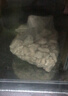 魚(yú)池過(guò)濾材料魚(yú)缸濾材套裝 珊瑚骨火山石陶瓷環(huán)活性炭納米球 珊瑚骨 20斤【配4個(gè)網(wǎng)袋】 曬單實(shí)拍圖