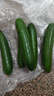 【東東買(mǎi)菜】壽光水果小黃瓜荷蘭黃瓜早餐減肥減脂現摘生吃水果 暢銷(xiāo)款 2斤 （凈重1.8斤） 曬單實(shí)拍圖