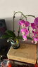 年宵花春節蝴蝶蘭盆栽花苗桌面裝飾花卉植物四季好養綠植過(guò)年貨 粉色系蝴蝶蘭-裸苗（帶花苞+半開(kāi)放） 曬單實(shí)拍圖