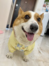 寵物狗狗雨衣防水防臟肚兜柯基四腳衣護肚中型犬雪納瑞防塵褲衣服 黃色小象防塵衣 4XL 防塵衣 曬單實(shí)拍圖