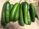 壽光水果黃瓜小黃瓜生吃脆嫩清甜涼拌蘸醬乳瓜農家自種現摘現發(fā) 水果黃瓜帶箱2斤  凈重 1.8斤 曬單實(shí)拍圖